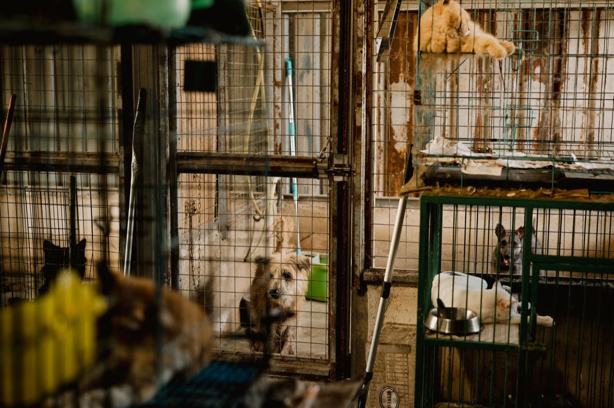 Interno de uma fazenda de filhotes de cão
