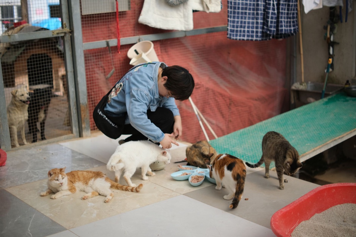 Equipe de resgate de animais de bem-estar