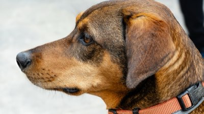 Hundeverhalten lenken: Beste Strategien statt Bestrafung