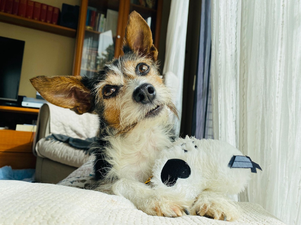 Dog showing signs of anxiety in home environment