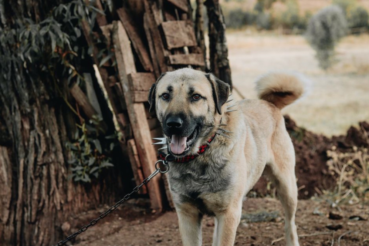 A tan dog in a spiked collar standing beside a wooden fence