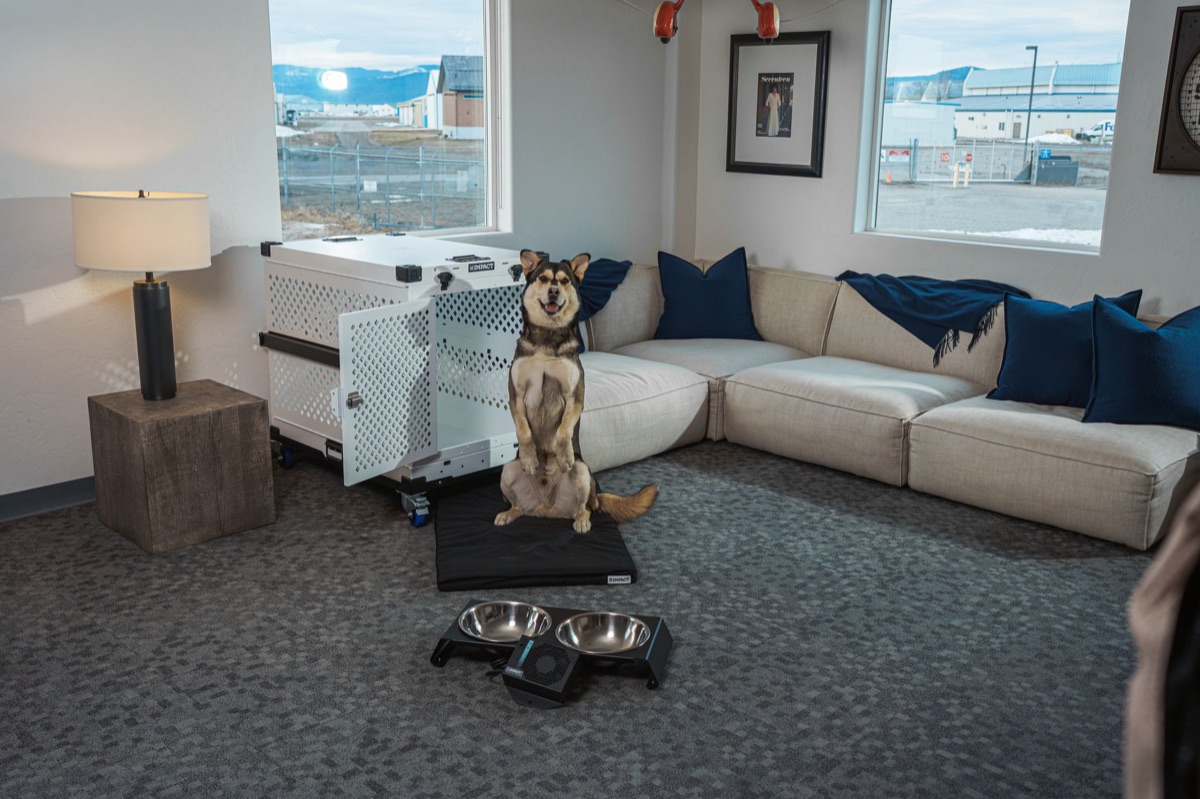 Dog in training room, relaxed posture