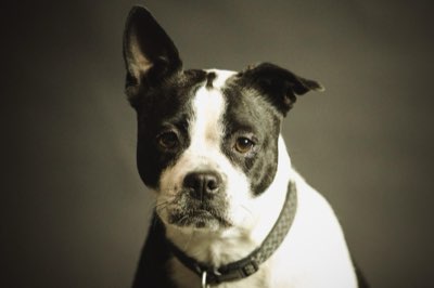 Comportement chien : guide pour un protocole de promenade réussi
