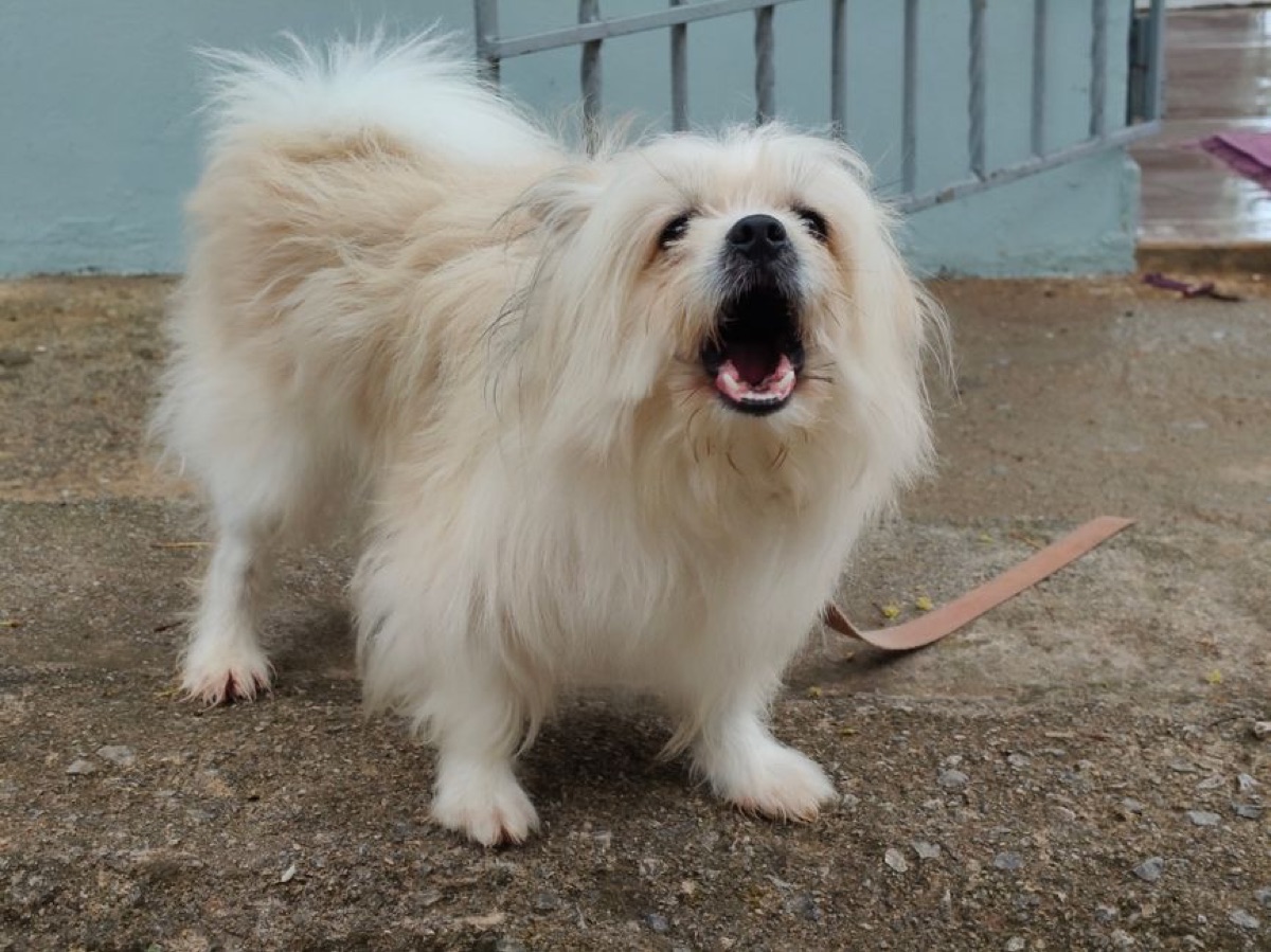 Un petit chien blanc qui aboie sur un sol en béton