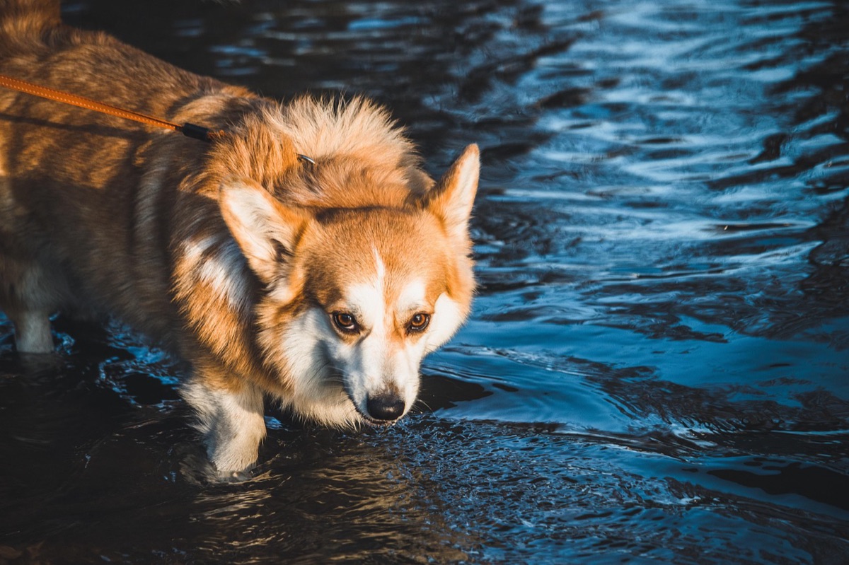 Un corgi debout dans l'eau avec une laisse orange