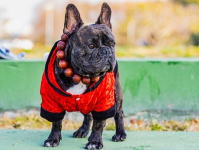 犬の予測可能な日常を作るルール設定の具体的な方法