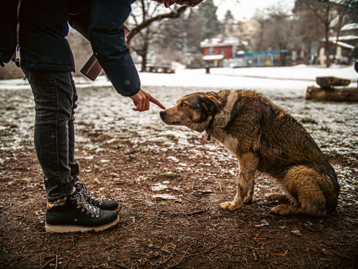 犬がルールを理解しない様子