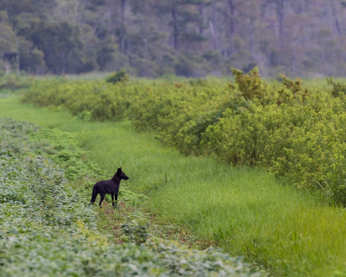 Een rustige hond volgt de eigenaar in de natuur.