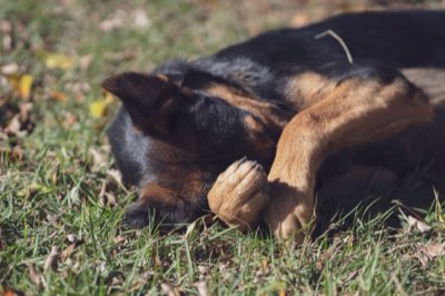 Comportamento cão guia resolver problemas sem punir 19 dicas