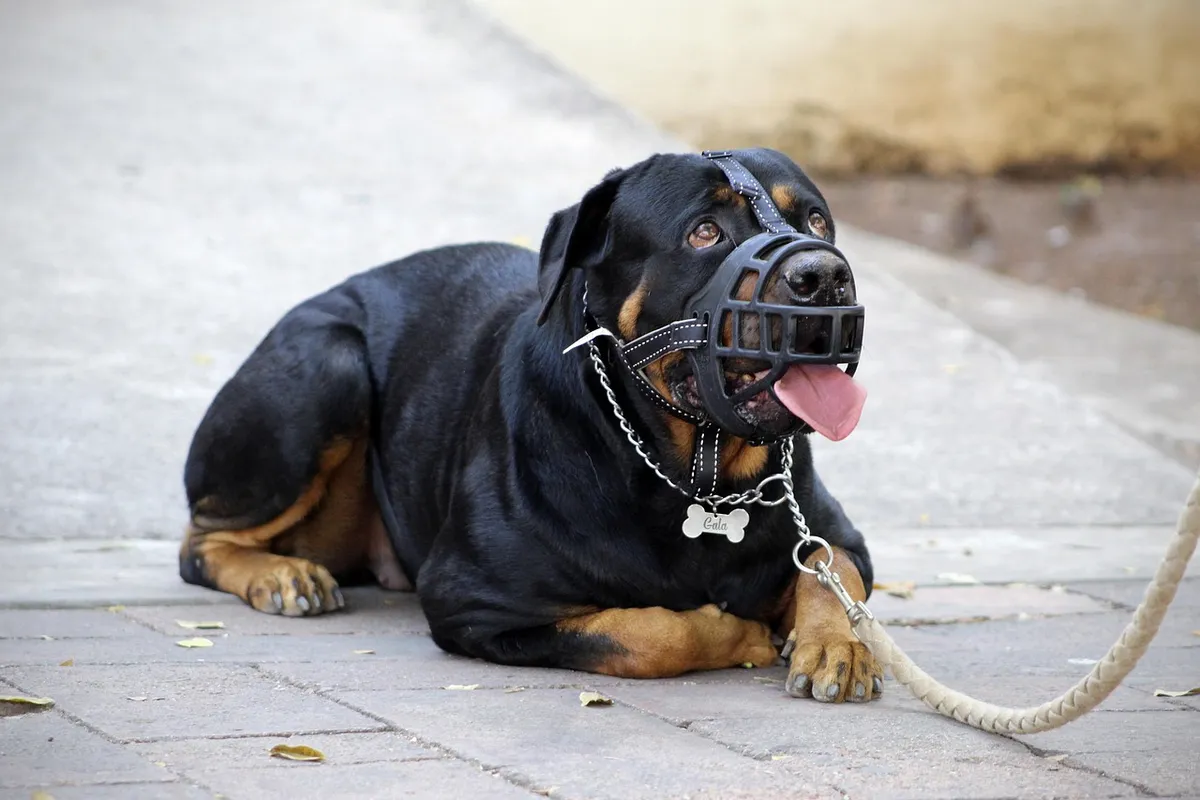muzzle, halter, rottweiler, dog muzzle, aggressive, calmed down, appeased, good behavior, dog training, happy dog, beautiful eyes, looking at you, muzzle, muzzl