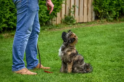 Dog separation anxiety training tips for mastering commands