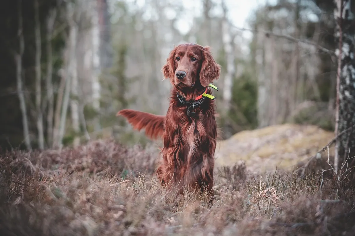 dog, nature, irish, setter, mischievous, forest, hunting, pet, animal, hunting dog, dog training