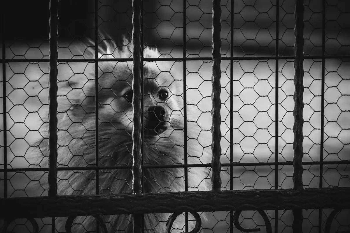 A Pomeranian dog looks through a wire fence, creating a moody atmosphere.