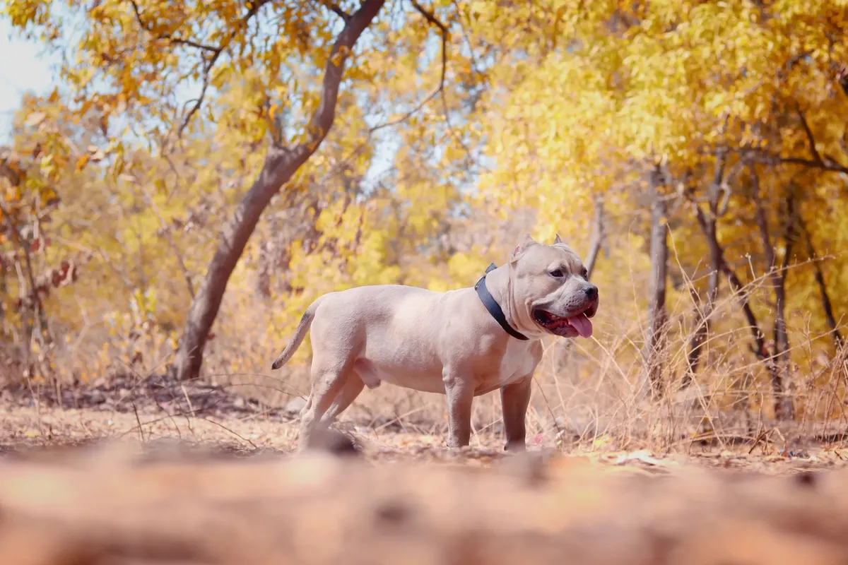 A strong American Bully stands among the autumn leaves in a serene forest setting.
